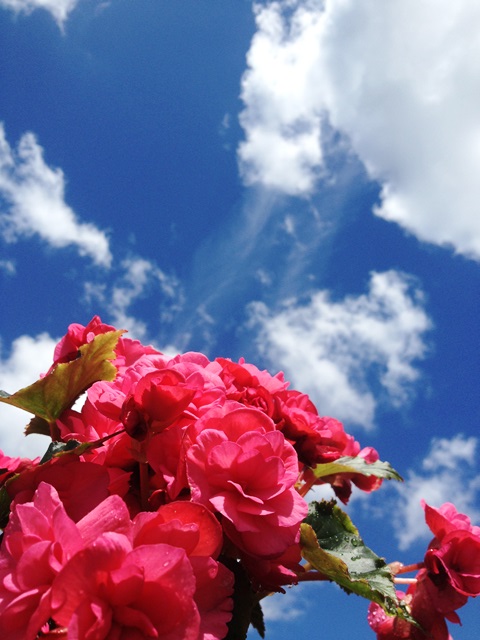 Blue sky pink geranium