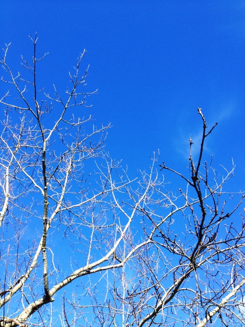 Blue sky trees
